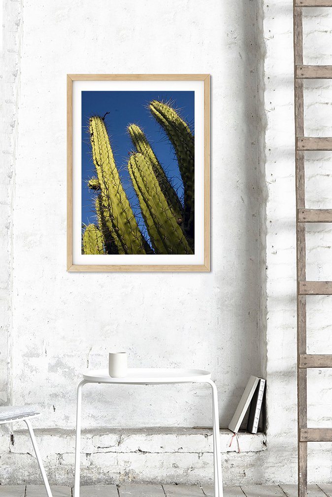 5f168c2d698af_mockuo cactus.jpg